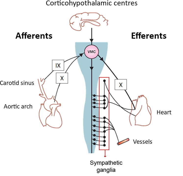 Textbook | Vasovagal Syncope | Syncopedia